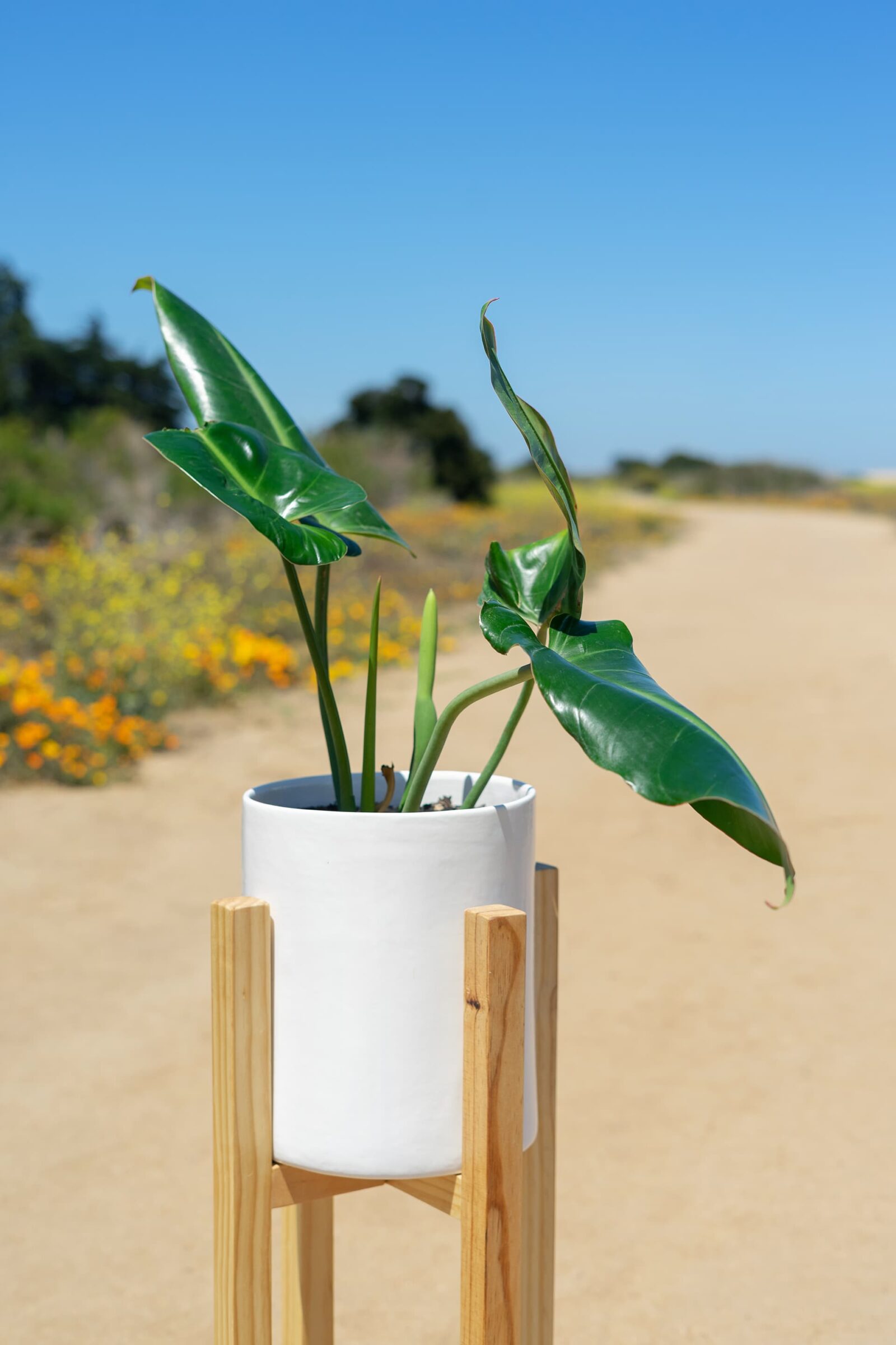 Vivo Suculenta / Tunquén - Valentina Godoy Photography