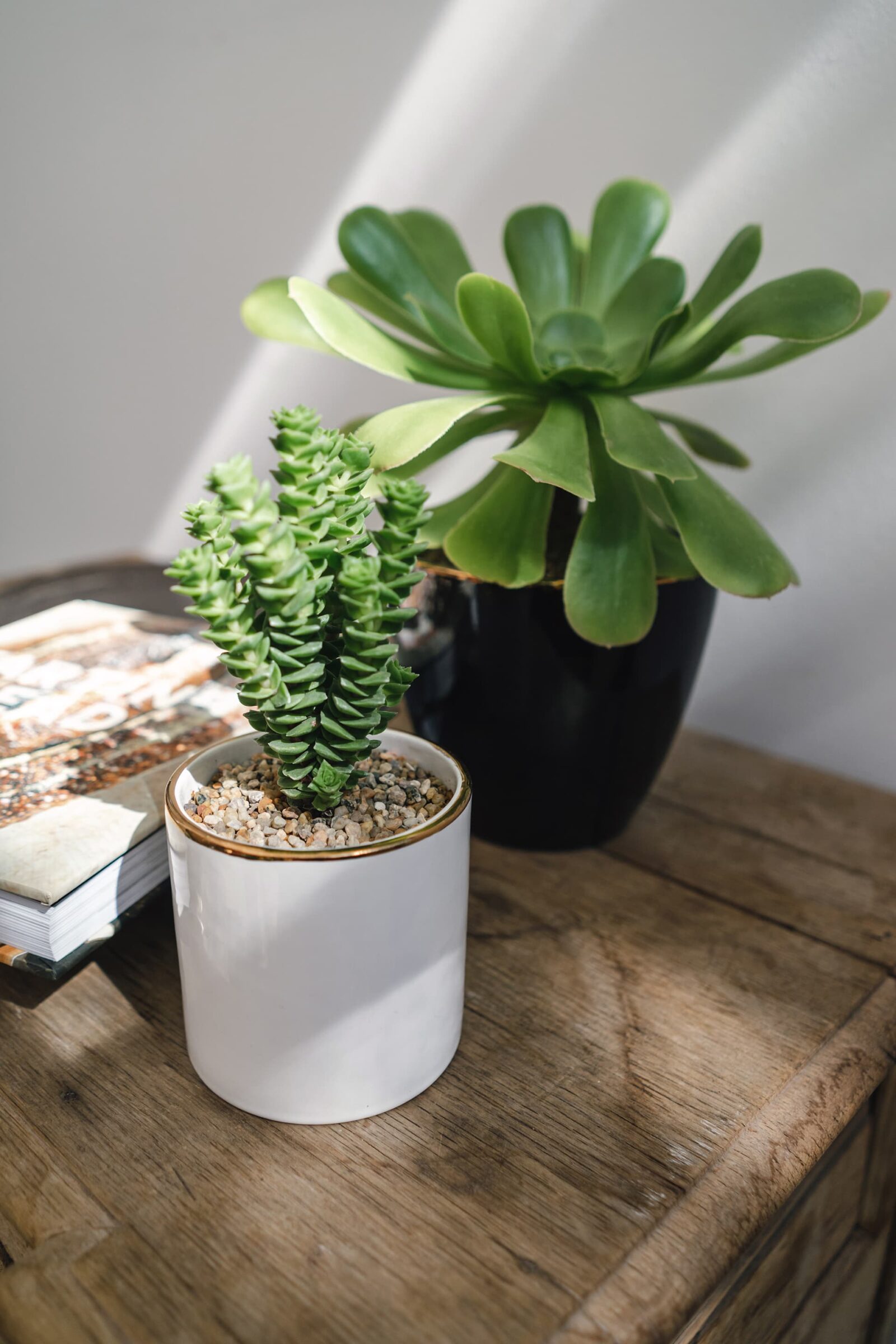 Vivo Suculenta / Versatile - Valentina Godoy Photography